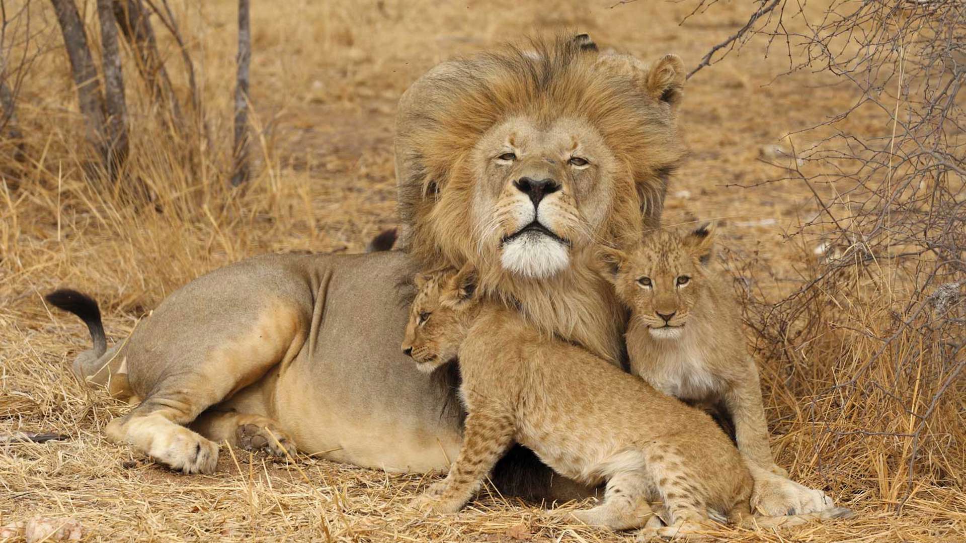 africa, lion with cub, africa