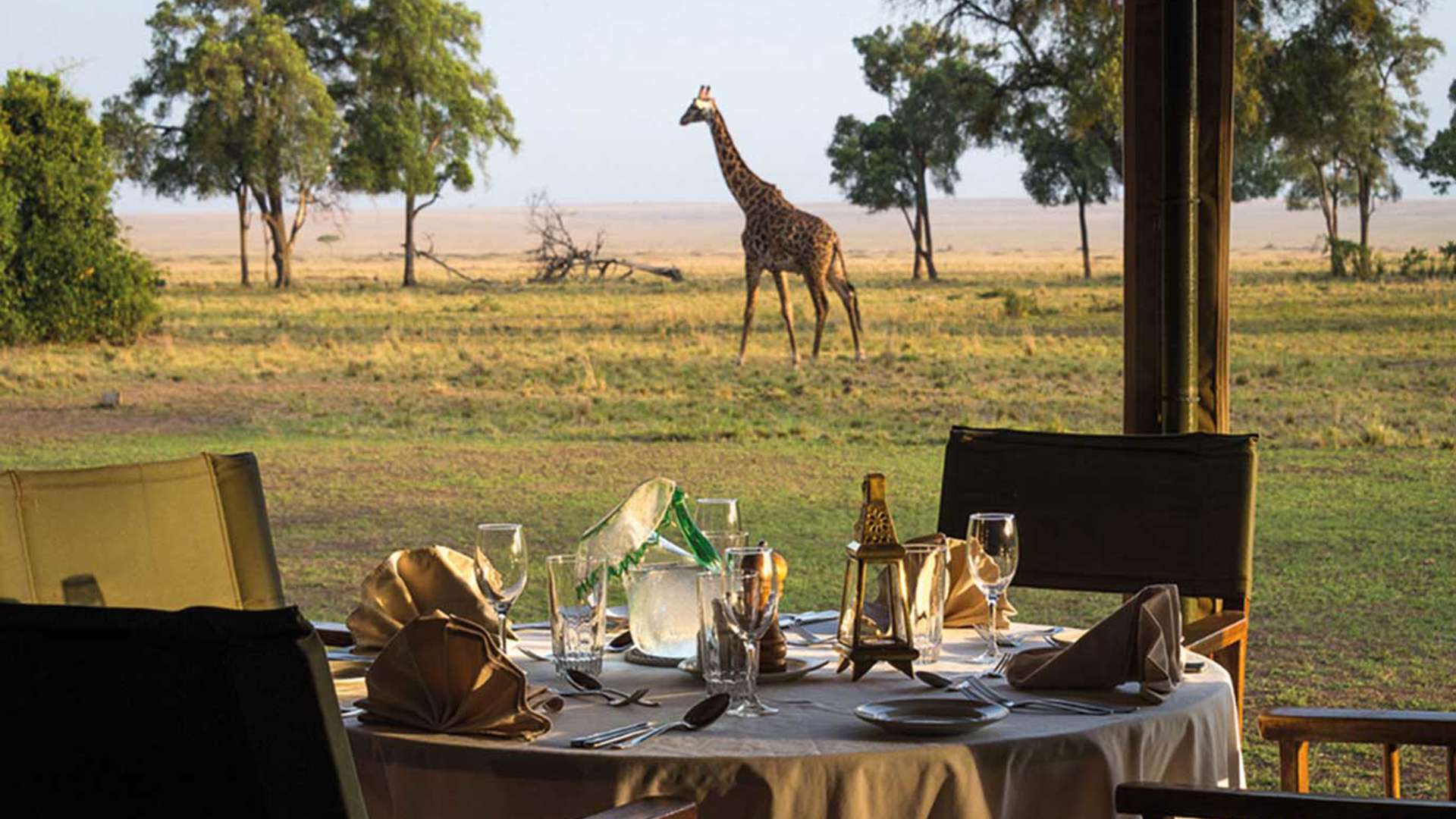 Giraffe waling past dining tent, Governors Camp, Kenya