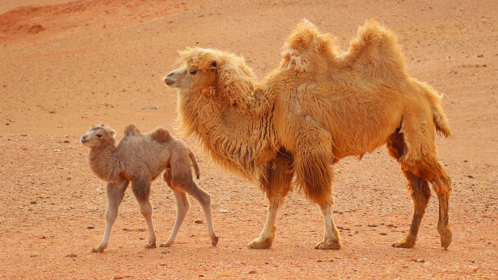Camels Gobi Desert, Mongolia