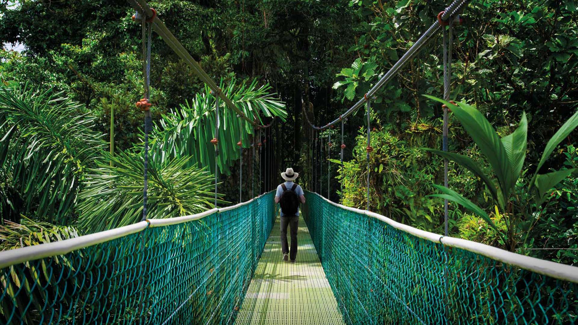 Bridge, Tropical Rainforest, Costa Rica