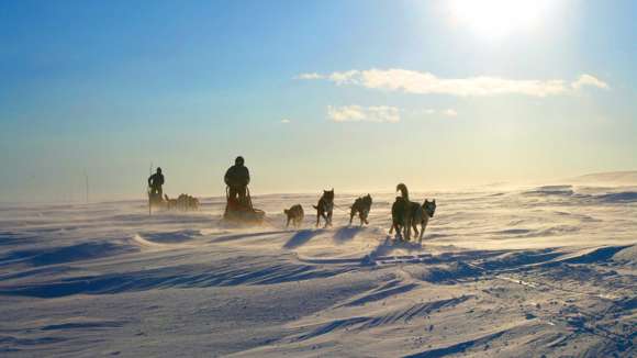 Dog Sledding, Norway