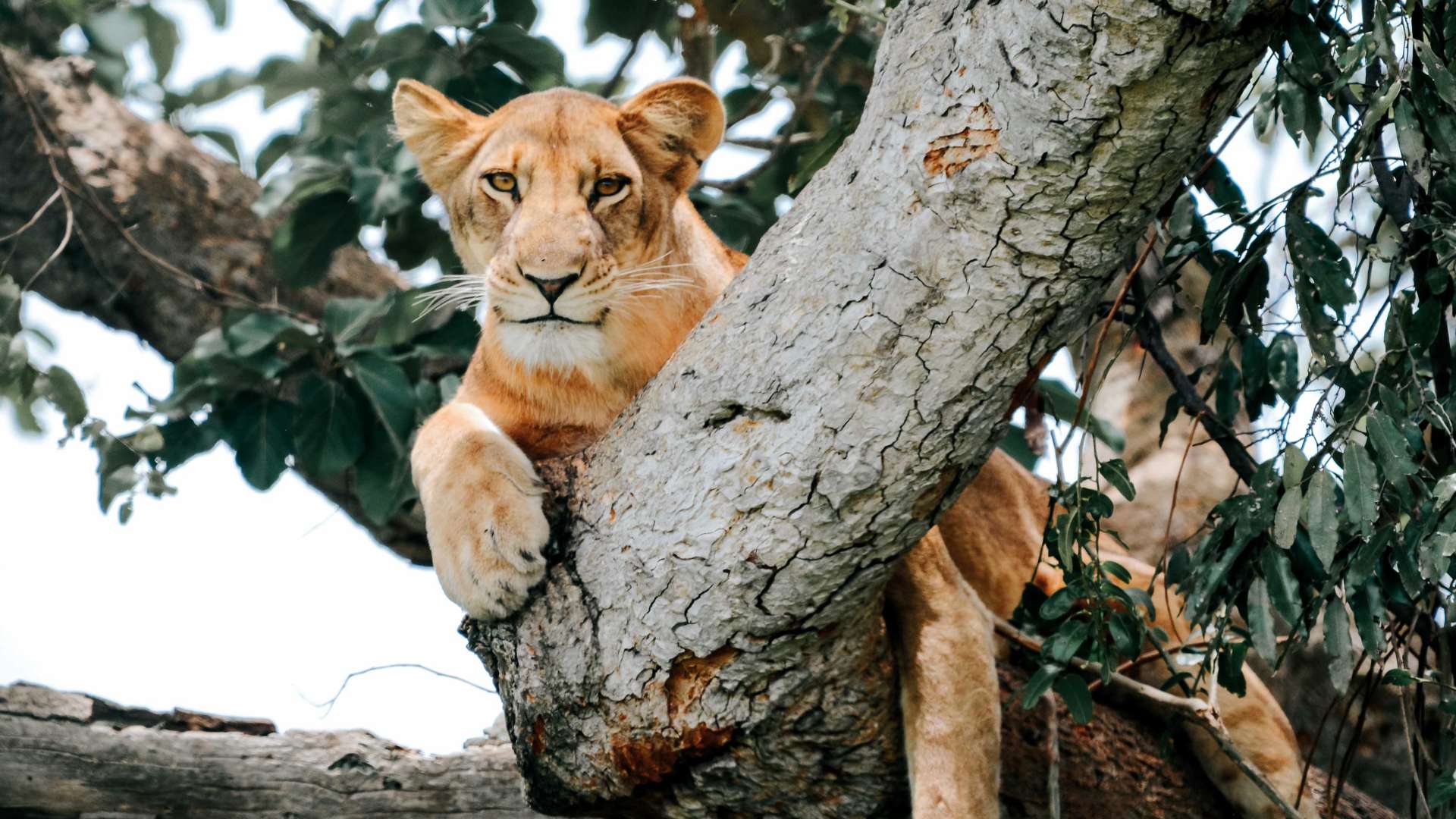 Lion Lounging in Tree, Queen Elizabeth National Park, Uganda 